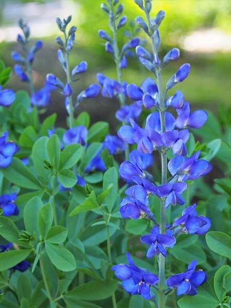 Baptisia australis