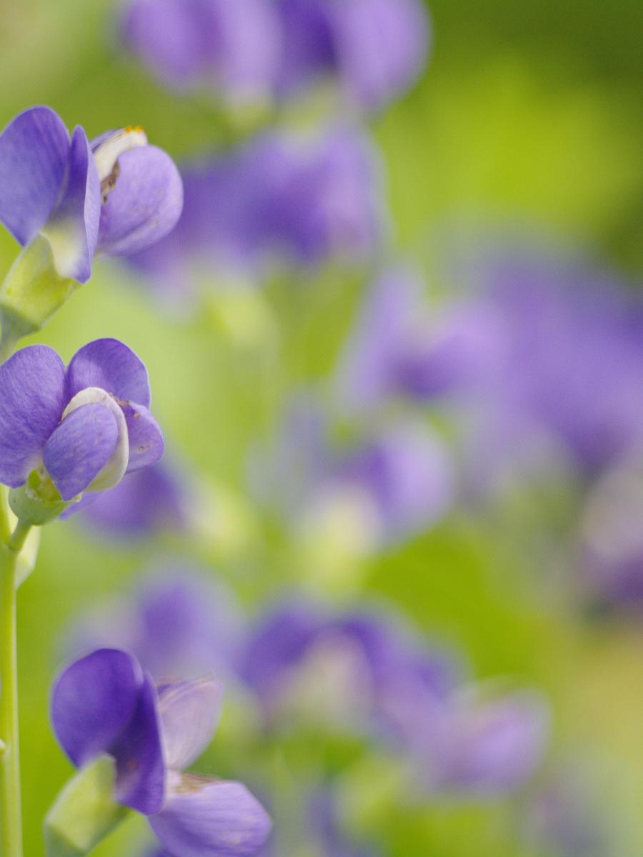 important dates for wild indigo herb&nbsp;fest