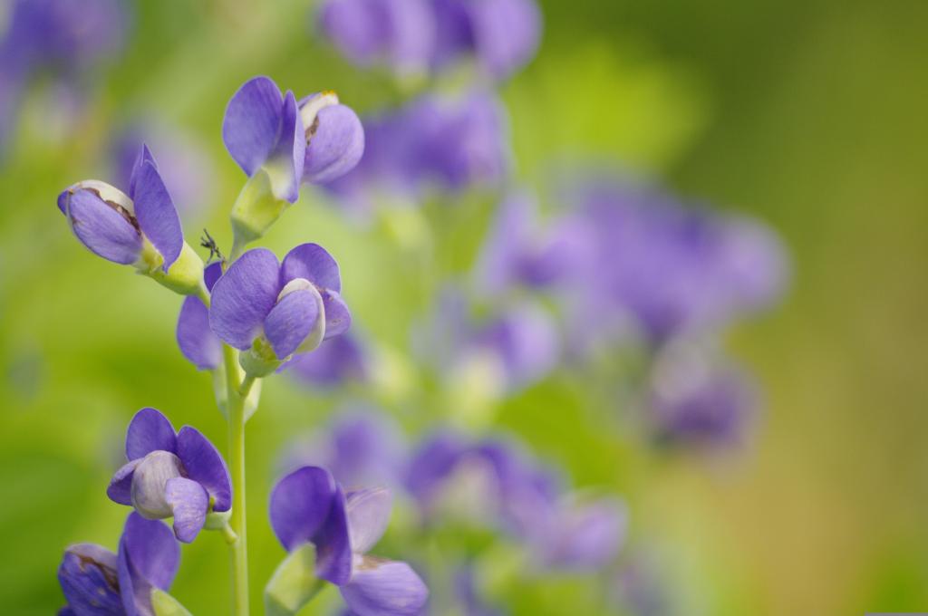 Photo of wild indigo plant flowers by Kirsten Mia free on Pixabay.