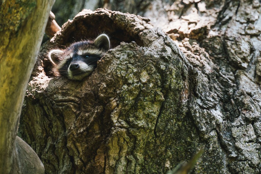 A raccoon is looking out of a hole in a tree.